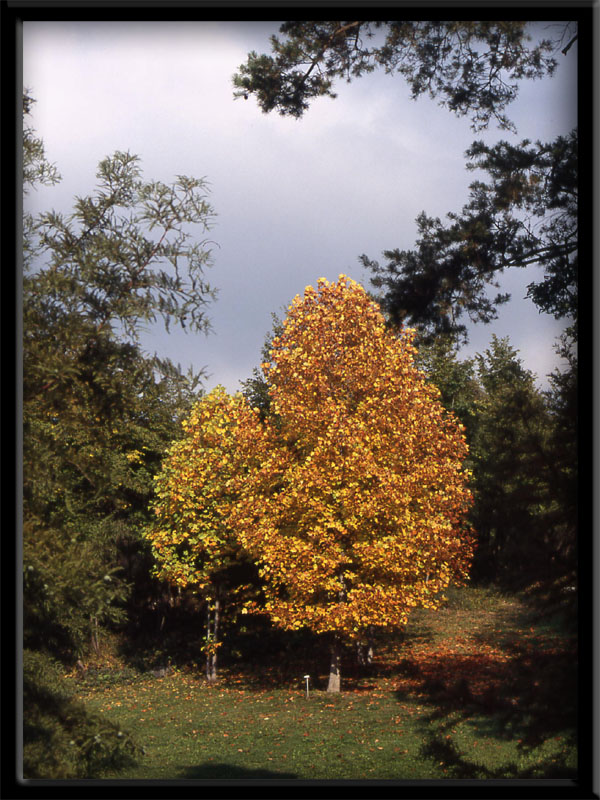 Piante e foglie ... carellata di colori autunnali